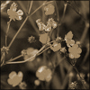 nature ART - Bild 1