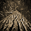 nature ART - Bild 12