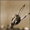 nature ART - Bild 14