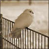 nature ART - Bild 18